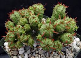 Image result for Euphorbia epicyparissias