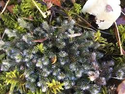 Image result for Selaginella perpusilla