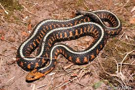 Pin On Snakes