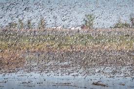 Yolo believes that you only live once, that's why yolo provides the. Where To Bird In Yolo County Yolo Audubon Society