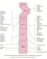 Nutrient Absorption In The Gi Tract Cheat Sheet Nursing Vitamin Mineral Absorption Micronutrients Types Functions B Nurse Nursing Notes Medical Knowledge