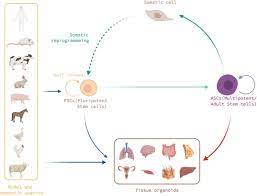 Check spelling or type a new query. Organoids In Domestic Animals With Which Stem Cells Veterinary Research Full Text