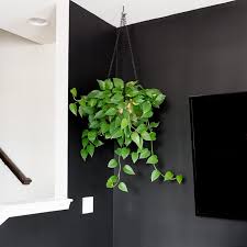 How To Hang A Planter From The Ceiling Toggle Bolt Installation Tips Hanging Plants Outdoor Diy Planters Indoor Hanging Plants