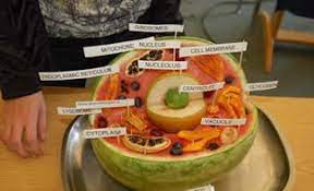 Maybe you would like to learn more about one of these? 22 3d Animal Cell Project Ideas Cells Project Animal Cell Project Animal Cell