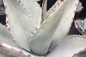 Image result for Asphodelaceae