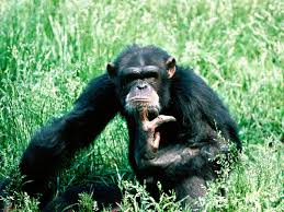Amazing African Animals Online Classes Animals Nursing School Scholarships