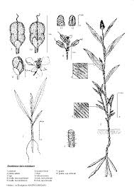 Image result for Aneilema lanceolatum