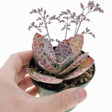 Image result for Kalanchoe humilis
