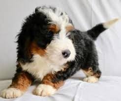 Haystack mountain offers the best health tested bernedoodles, dog breeders, doodle puppies for sale near me in colorado, arizona, utah, california. Richard Male Mini Bernedoodle For Sale In Canton Ohio Classified Americanlisted Com