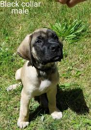 Advice from breed experts to make a safe choice. English Mastiff Puppies For Sale Hanover Pa 300928