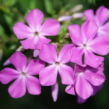 Maybe you would like to learn more about one of these? Phlox Paniculata Blue Paradise Phlox Blue Paradise In Gardentags Plant Encyclopedia