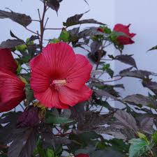 Image result for Hibiscus mechowii