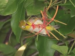 Image result for Helixanthera