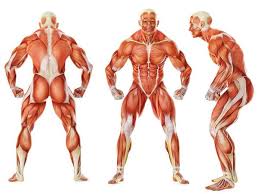 The Human Body Has 650 Muscles And The Heart Is The Strongest Muscle In The Body Work All Of Your Muscles Sistema Muscular Muscular Corpo Humano