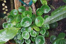 Image result for Begonia pulcherrima