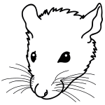 How To Draw A Rat Head