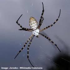 Males are much smaller, with less dramatic colors and markings; Garden Spiders Black And Yellow Spider Brown And More Pictures