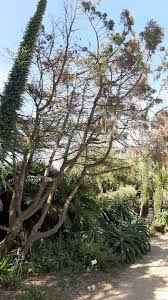 Image result for Widdringtonia