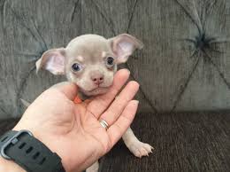 White paws and very playful. Kc Lilac Blue Chihuahua Puppies For Sale Birmingham In Oldbury B68 On Freeads Classifieds Chihuahuas Classifieds