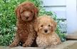 Miniature Poodle Puppies for Sale - Mini Poodles ...