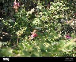 Image result for Syncolostemon bracteosus