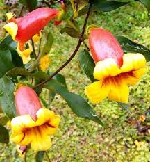 Artistically layered branching with dark green, glossy foliage is often accented with shiny berries after flowering. Amazon Com Live Plants Tangerine Beauty Bignonia Capreolata Cross Vine Yellow Orange Flower Garden Outdoor