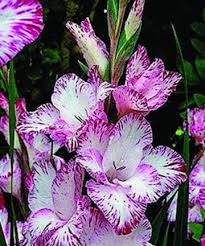 Image result for Gladiolus decoratus