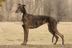Greyhound hund er ikke bare en rase som mange favoriserer som kjæledyr, men er også en fartsfylt rase. Greyhounds Die Sanften Raser Lumpi4 De Hundemagazin