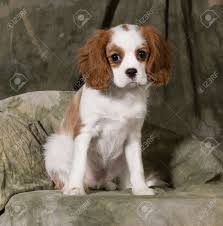 It has a silky, smooth coat and commonly a smooth undocked tail. Cavalier King Charles Spaniel Puppy Blenheim 3 Months Old Stock Photo Picture And Royalty Free Image Image 26724320