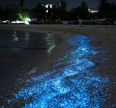 Bioluminescent Beach Puerto Rico Fajardo Fajardo Puerto Rico Bioluminescent Bay Nature Maldives Beach
