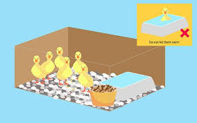 How To Take Care Of Ducklings Ducklings Raising Ducks Pet Ducks