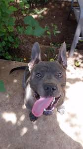 Sie Mochten Also Einen Amerikanischen Pitbull Terrier Amerikanischen Einen Mochten Pitbullterrier Sie