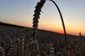Farmer.pl - News update