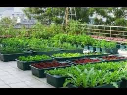 Letaknya yang berada di atas, tidak langsung menyentuh permukaan, membuat kebun ini terhindar dari hama. Taman Di Atas Atap Rumah Desain Taman Atap Rumah