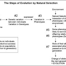 Flow Chart Evolution By Natural Selection Download