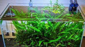 Check spelling or type a new query. Why Is My Java Fern Turning Brown Mystery Solved Plantophiles