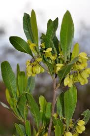 Image result for Plicosepalus amplexicaulis