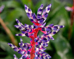 We did not find results for: Aechmea Blue Rain Gardensonline