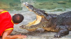 You can also research the bite forces in bfq (bite force quotient). What Animal Has The Strongest Bite In The World