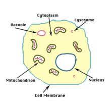 Here are some names and descriptions of organelles and other parts commonly found in cells. Structural Biochemistry Cell Organelles Animal Cell Wikibooks Open Books For An Open World