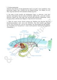 Praparation Einer Forelle Unterrichtsmaterial Im Fach Biologie Biologie Lehrmaterial Unterrichtsmaterial