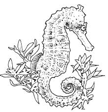 The seahorses are unique animals. Elegant Seahorse Coloring Page Horse Coloring Pages Animal Coloring Pages Coloring Pages