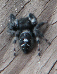 Jumping spiders part 2, with bob, the spider hunter. Spiders In Colorado