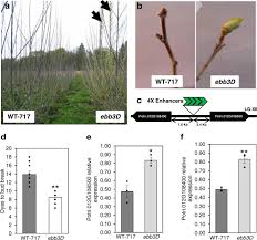 A small protuberance on a stem or branch, sometimes enclosed in protective scales and containing an undeveloped leaf, flower, or leafy shoot. Early Bud Break 1 And Early Bud Break 3 Control Resumption Of Poplar Growth After Winter Dormancy Nature Communications
