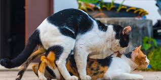 Hewan kawin choiruddin st, 07/03/2016. Kamasutra Satwa Alasan Kucing Sangat Berisik Saat Kawin Halaman All Kompas Com