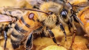 Again, this depends on whether the bees have built a hive or not bush / tree some counties within the us provide free bee removal when the bees are not attached to or in the structure of a house or building. Breeders Toughen Up Bees To Resist Deadly Mites Science Aaas
