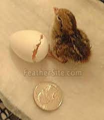 Button Quail Care Quails Chicks Button Quail Quail Raising Quail