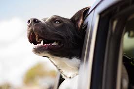 We have been providing international pet travel since 1989 and ensure your pets are comfortable and safe pet transport and animal courier services in the uk, europe and overseas. Pet Relocation Moving To Germany With Your Pet 5 Things You Must Know Ocyan