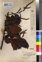 Image result for Bridelia brideliifolia