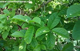 Image result for Combretum holstii